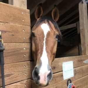 Meet your Posher, Rachel